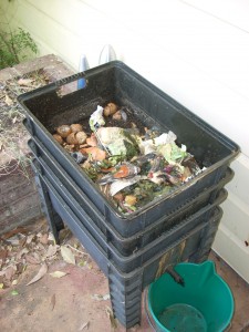 Worm farm - 045 - top tray lid removed Stuart's worm farm - top tray