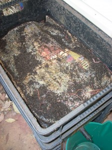 Worm farm - 046 - middle tray Stuart's worm farm - middle tray