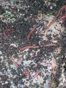 Worm farm - 047 - middle tray worms castings macro Stuart's worm farm - bottom tray