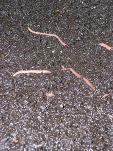 2009-10-17 Worm farm - 052 - bottom tray worms castings macro