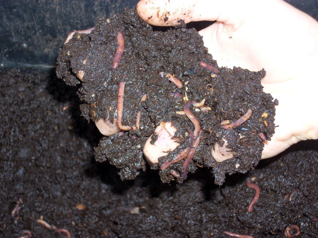 2009-10-17 Worm farm - 057 - handful worms Handful of worms