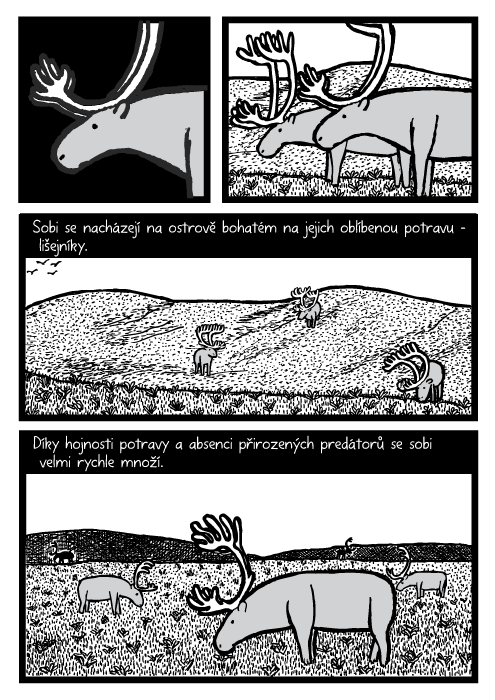 Sobi pastva komiks. Louka hory kresba. Sobi se nacházejí na ostrově bohatém na jejich oblíbenou potravu – lišejníky. Díky hojnosti potravy a absenci přirozených predátorů se sobi velmi rychle množí.