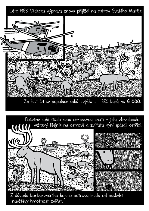 Vrtulník sobi stádo komiks. Pasoucí se sobi tráva kresba. Léto 1963: Vědecká výprava znovu přijíždí na ostrov Svatého Matěje. Za šest let se populace sobů zvýšila z 1350 kusů na 6000. Početné sobí stádo svou obrovskou chutí k jídlu zlikvidovalo veškerý lišejník na ostrově a zvířata nyní spásají ostřici. Z důvodu konkurenčního boje o potravu klesla od poslední návštěvy hmotnost zvířat.