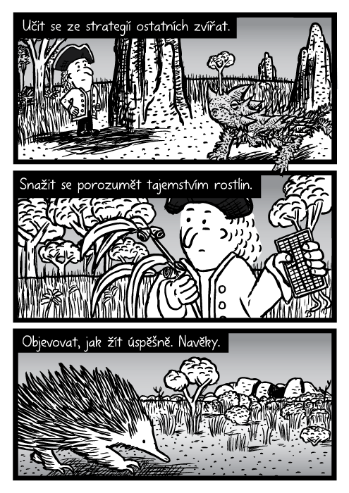 Australské vnitrozemí moloch ostnitý ještěr komiks. Buš ježura muž kresba. Učit se ze strategií ostatních zvířat. Snažit se porozumět tajemstvím rostlin. Objevovat, jak žít úspěšně. Navěky.