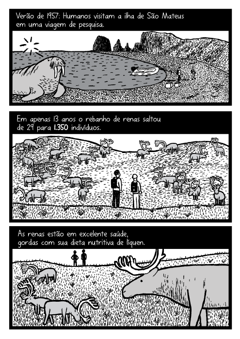 Quadrinhos, cartoon. Verão de 1957: Humanos visitam a ilha de São Mateus em uma viagem de pesquisa. Em apenas 13 anos o rebanho de renas saltou de 29 para 1.350 indivíduos. As renas estão em excelente saúde, gordas com sua dieta nutritiva de líquen.