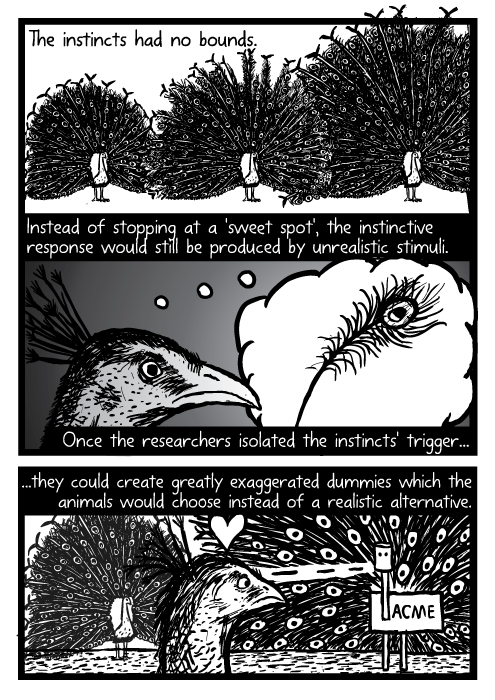 Peacocks tail. Peacock feathers cartoon drawing. Instead of stopping at a 'sweet spot', the instinctive response would still be produced by unrealistic stimuli. Once the researchers isolated the instincts' trigger they could create greatly exaggerated dummies which the animals would choose instead of a realistic alternative.