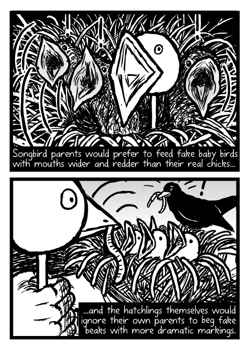 Baby birds. Bird nest puppet cartoon drawing. Songbird parents would prefer to feed fake baby birds with mouths wider and redder than their real chicks...and the hatchlings themselves would ignore their own parents to beg fake beaks with more dramatic markings.
