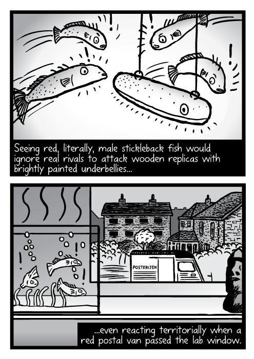Fish tank windowsill drawing cartoon. Seeing red, literally, male stickleback fish would ignore real rivals to attack wooden replicas with brightly painted underbellies...even reacting territorially when a red postal van passed the lab window.