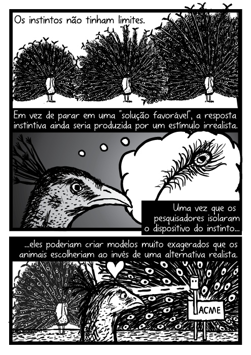 Penas de pavão cartoon. Peacock desenho da cauda. Em vez de parar em uma "solução favorável", a resposta instintiva ainda seria produzida por um estímulo irrealista. Uma vez que os pesquisadores isolaram o dispositivo do instinto...eles poderiam criar modelos muito exagerados que os animais escolheriam ao invés de uma alternativa realista.