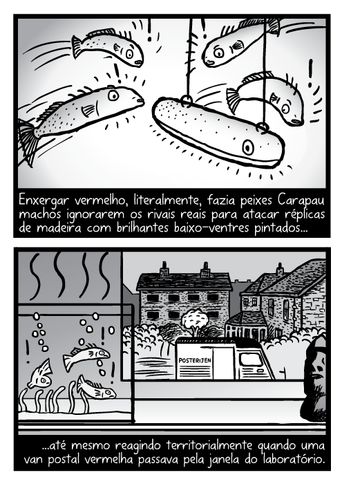 Desenho do tanque de peixes. Enxergar vermelho, literalmente, fazia peixes Carapau machos ignorarem os rivais reais para atacar réplicas de madeira com brilhantes baixo-ventres pintados...até mesmo reagindo territorialmente quando uma van postal vermelha passava pela janela do laboratório.