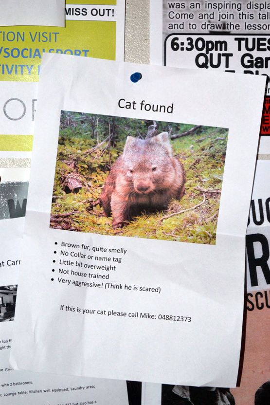 Cat Found sign/poster on noticeboard Poster with heading 'Cat Found', but with photo of a wombat. Joke sign.