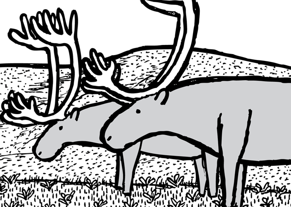 Two reindeer pondering their newfound paradise of St Matthew Island. Caribou drawing line art. Reindeer cartoon black and white.