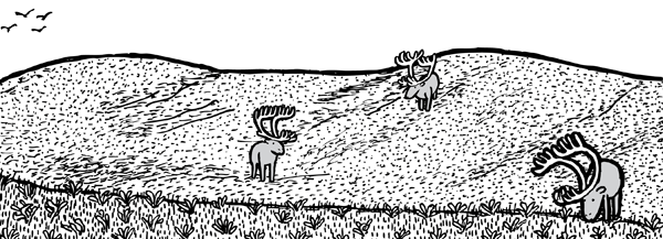 Three reindeer graze the sparsley-populated fields of St Matthew Island. Sparesley populated pasture of St Matthew Island. Three reindeer grazing.