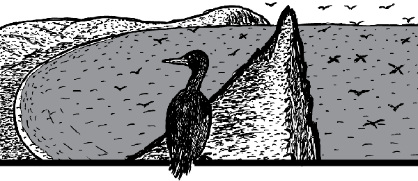 Cartoon cormorant sits on beach cliff face. Black and white drawing of Alaskan island. Despite the reindeer crash, life continues on St Matthew Island. The island is a haven for sea birds like cormorants.