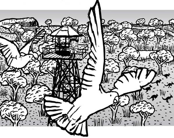 Being amongst it. Seeing the recovery. Helping the recharge of nature. Cockatoo cartoon. Cockatoo flying over outback drawing.