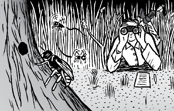 Niko Tinbergen did early ethological experiments on beewolves: burrowing wasps which prey on bees. Man lying on stomach with binoculars cartoon. Looking at wasps drawing. Niko Tinbergen scientist.