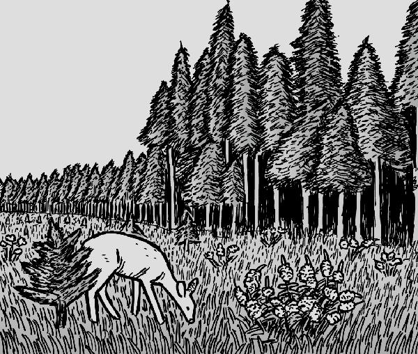 A young deer grazes on the forest border of Mount St. Helens. It is eerie seeing photographs of these zones between the flattened and still-living trees. Baby deer stands in forest clearing next to tall trees. Nature drawing. Black and white cartoon.
