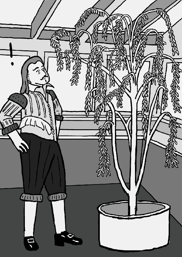 van Helmont and his willow tree. van Helmont stands next to willow tree cartoon. Black and white drawing.