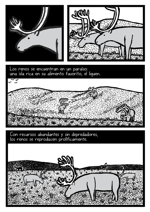 Cómic de hombres investigadores; manada de renos. Morsa en la isla. Verano de 1957: Humanos visitan la Isla de San Mateo en una misión investigativa. En sólo 12 años, la población de renos se ha disparado de 29 a 1350 individuos. Los renos gozan de excelente salud, con reservas grasas debido a su dieta nutritiva compuesta por líquenes.