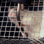 Caged rat water dispenser. Low angle photo.