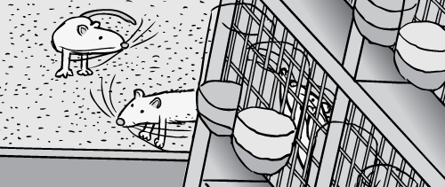 Rat Park drug experiment comic. Cartoon black and white lab mice science experiment into addiction.