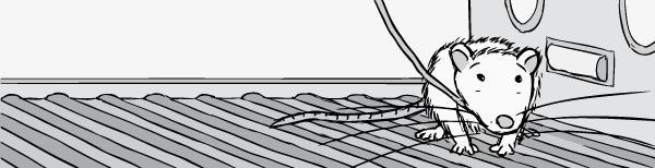 A Skinner Box rat. What are the limits of biochemical research for topics like addiction with strong environmental and psychological dimensions? Cartoon laboratory rat with catheter in jugular vein. Isolated in Skinner Box cage.