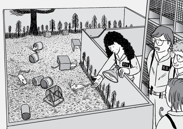 Rat Park researchers introducing a rat into its new home at the start of an experiment. Rat Park drug experiment comic. Black and white high angle drawing of rat enclosure and science researchers. Cartoon rats, cans, running wheels. Drawing of female scientist putting rat into cage. Scientists standing next to laboratory rat enclosure.