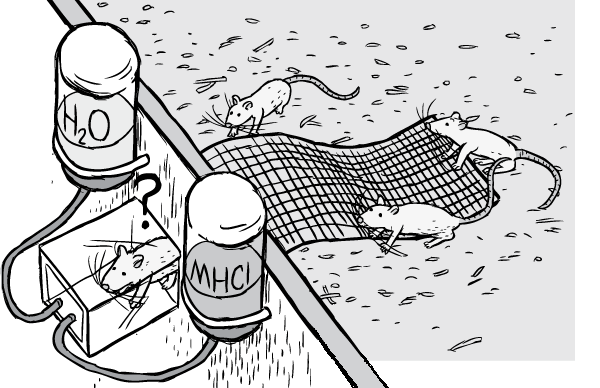 Drawing of a Rat Park rat entering the transparent tunnel to choose between water and morphine. Cartoon overhead view looking down into rat enclosure. Drawing of rat entering transparent tunnel in Rat Park.