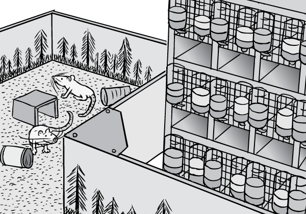 Identical exposure to drugs, different consumption rates: the Rat Park rats. Drawing of Rat Park Canadian addiction experiment enclosure next to racks of caged laboratory rats. Cartoon science experiment.
