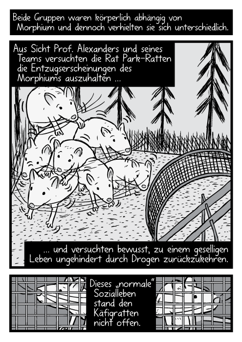 Eine zuckende Rattenfamilie im Rat Park Drogenexperiment. Beide Gruppen waren körperlich abhängig von Morphium und dennoch verhielten sie sich unterschiedlich. Aus Sicht Prof. Alexanders und seines Teams versuchten die Rat Park-Ratten die Entzugserscheinungen des Morphiums auszuhalten … und versuchten bewusst, zu einem geselligen Leben ungehindert durch Drogen zurückzukehren. Dieses „normale“ Sozialleben stand den Käfigratten nicht offen.