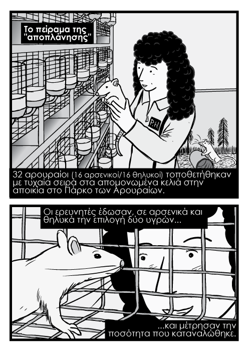 Γυναίκα επιστήμονας κρατά εργαστηριακό αρουραίο κόμικ. Κόμικ καρτούν με αρουραίο που τον κοιτά ερευνητής. To πείραμα της "αποπλάνησης". 32 αρουραίοι (16 αρσενικοί/16 θηλυκοί) τοποθετήθηκαν με τυχαία σειρά στα απομονωμένα κελιά στην αποικία στο Πάρκο των Αρουραίων. Οι ερευνητές έδωσαν, σε αρσενικά και θηλυκά την επιλογή δύο υγρών και μέτρησαν την ποσότητα που καταναλώθηκε.