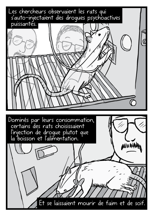 Un rat de BD dans une cage d'expérimentation (Skinner Box). Le rat presse un levier. Les chercheurs observaient les rats qui s'auto-injectaient des drogues psychoactives puissantes. Dominés par leurs consommation, certains des rats choisissaient l'injection de drogue plutot que la boisson et l'alimentation Et se laissaient mourir de faim et de soif.