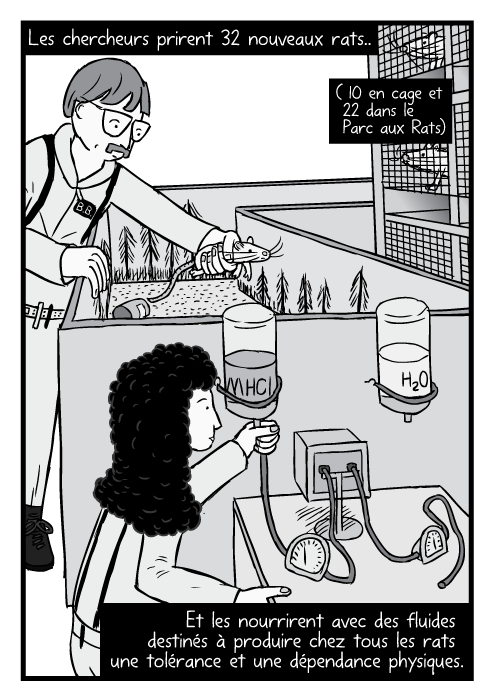 Un dessin de chercheurs ajustant les outils de l'expérimentation. Les chercheurs prirent 32 nouveaux rats (10 en cage et 22 dans le Parc aux Rats) Et les nourrirent avec des fluides destinés à produire chez tous les rats une tolérance et une dépendance physiques.