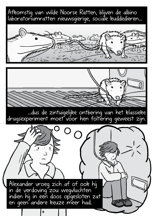 Comic boek ratten in kooi. Strip man in cel, drugs experiment. Afkomstig van wilde Noorse Ratten, blijven de albino laboratoriumratten nieuwsgierige, sociale kuddedieren...dus de zintuigelijke ontbering van het klassieke drugsexperiment moet voor hen foltering geweest zijn. Alexander vroeg zich af of ook hij in de verdoving zou wegvluchten indien hij in een doos opgesloten zat en geen andere keuze meer had.