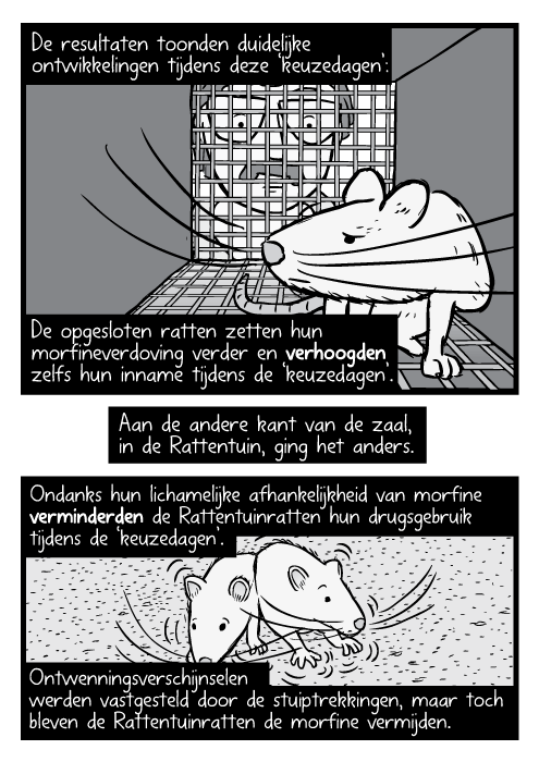 Zwart wit strip rat in kooi, onderzoeker kijkt naar binnen. De resultaten toonden duidelijke ontwikkelingen tijdens deze ‘keuzedagen’: De opgesloten ratten zetten hun morfineverdoving verder en verhoogden zelfs hun inname tijdens de ‘keuzedagen’. Aan de andere kant van de zaal, in de Rattentuin, ging het anders. Ondanks hun lichamelijke afhankelijkheid van morfine verminderden de Rattentuinratten hun drugsgebruik tijdens de ‘keuzedagen’. Ontwenningsverschijnselen werden vastgesteld door de stuiptrekkingen, maar toch bleven de Rattentuinratten de morfine vermijden.