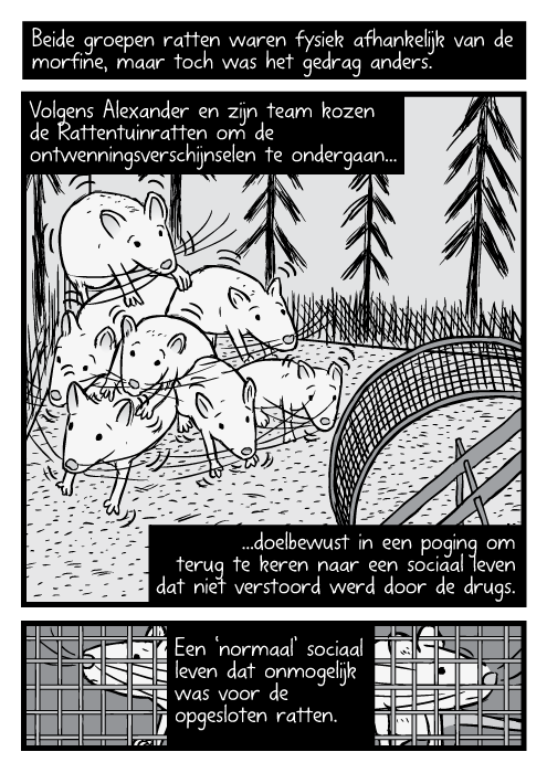 Strip rattenfamilie stuiptrekkingen Rattentuin drugsexperiment. Beide groepen ratten waren fysiek afhankelijk van de morfine, maar toch was het gedrag anders. Volgens Alexander en zijn team kozen de Rattentuinratten om de ontwenningsverschijnselen te ondergaan, doelbewust in een poging om terug te keren naar een sociaal leven dat niet verstoord werd door de drugs. Een ‘normaal’ sociaal leven dat onmogelijk was voor de opgesloten ratten.
