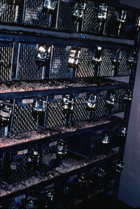The rack of wire mesh cages used during the experiments. Note that there is only one fluid bottle attached to each individual cage in this photo. This could be because the photo was taken at a time when the researchers were between experiments. Racks of wire mesh rat cages used in the Rat Park addiction experiments.