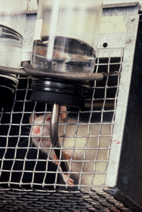 A caged rat grabs at its fluid bottle. Rat in a cage grabs fluid bottle dispenser. Low angle view of wistar albino rat from Rat Park drug experiment.