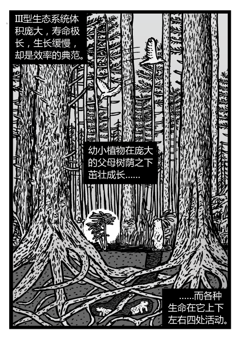 成熟的松林。红木生态系统截面的图景。III型生态系统体积庞大，寿命极长，生长缓慢，却是效率的典范。幼小植物在庞大的父母树荫之下茁壮成长……而各种生命在它上下左右四处活动。