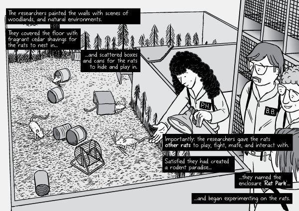 Rat Park comic page: researchers release the rats into the enclosure Rat Park comic page: researchers release the rats into the enclosure