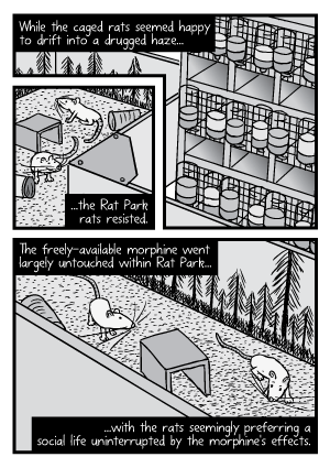 Rat Park experiment comic: The isolated cage rats began drinking the morphine far earlier than the Rat Park rats. Rat Park comic page: Cartoon of the caged and enclosure rats. The Rat Park rats resisted the temptation to take drugs.