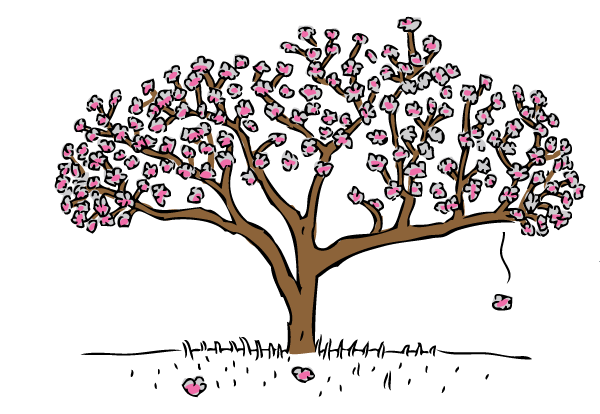 The infamous Canberra magnolia tree. Which is hopefully still standing today! Cartoon magnolia tree flowering. Purple-pink flowers in bloom.