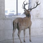 Deer Feral George Monbiot thumbnail