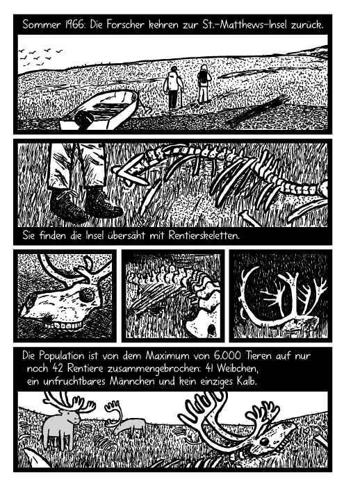 Rentierknochen Cartoon. Tod. Rentiergeweih Zeichnung. Sommer 1966: Die Forscher kehren zur St.-Matthews-Insel zurück. Sie finden die Insel übersäht mit Rentierskeletten. Die Population ist von dem Maximum von 6.000 Tieren auf nur noch 42 Rentiere zusammengebrochen: 41 Weibchen, ein unfruchtbares Männchen und kein einziges Kalb.