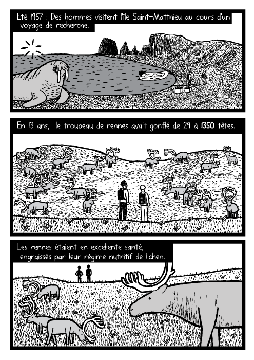 Dessin d'un troupeau de rennes et de chercheurs. Dessin de morse. Eté 1957 : Des hommes visitent l'île Saint-Matthieu au cours d'un voyage de recherche. En 13 ans, le troupeau de rennes avait gonflé de 29 à 1350 têtes. Les rennes étaient en excellente santé, engraissés par leur régime nutritif de lichen.