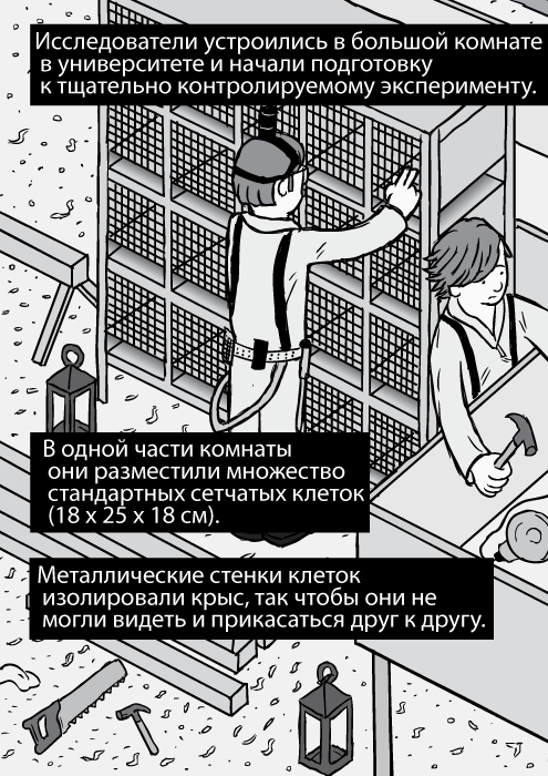 На комиксе изображён изометрический вид на стойку с клетками лаборатоных мышей. Исследователи устроились в большой комнате в университете и начали подготовку к тщательно контролируемому эксперименту. В одной части комнаты они разместили множество стандартных сетчатых клеток (18 х 25 х 18 см). Металлические стенки клеток изолировали крыс, так чтобы они не могли видеть и прикасаться друг к другу.
