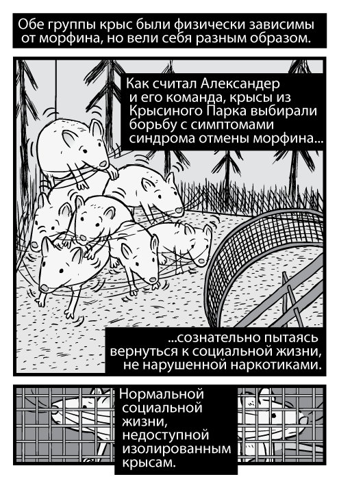 Карикатурная крысиная семья дрожит в эксперименте “Крысиный Парк”. Обе группы крыс были физически зависимы от морфина, но вели себя разным образом. Как считал Александер и его команда, крысы из Крысиного Парка выбирали борьбу с симптомами синдрома отмены морфина сознательно пытаясь вернуться к социальной жизни, не нарушенной наркотиками. Нормальной социальной жизни, недоступной изолированным крысам.